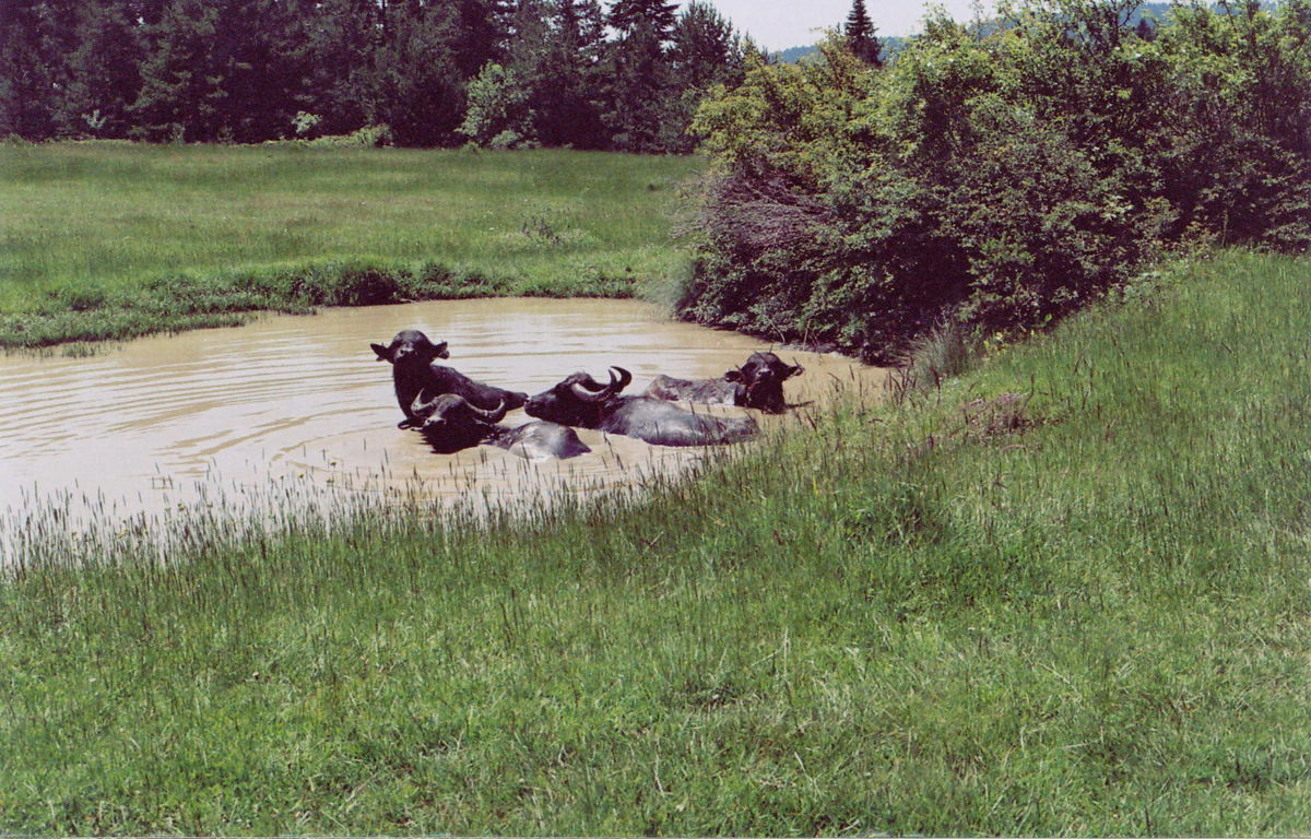 Belen yayla